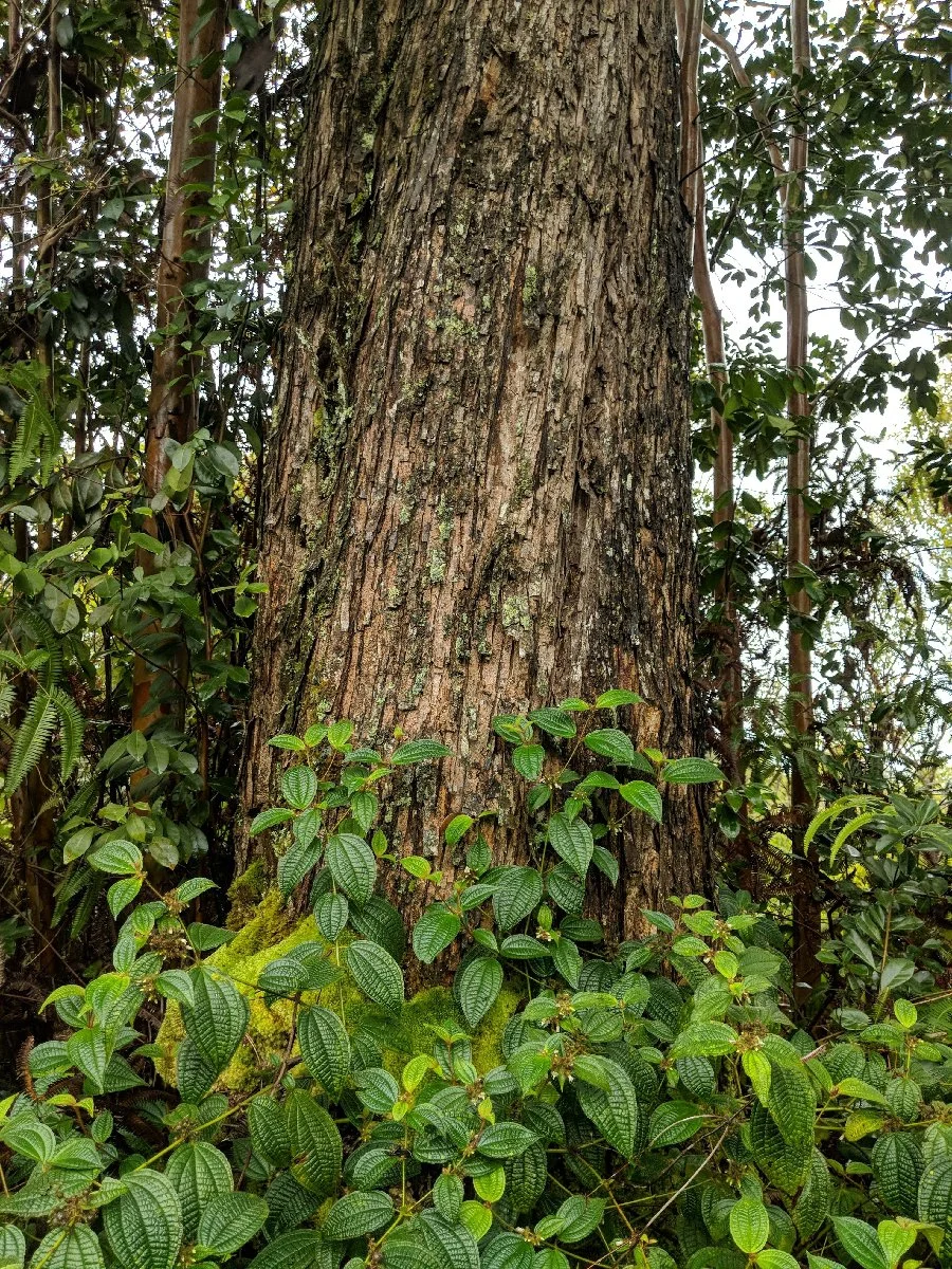 Kūkūau Community Forest, Hawaiʻi Island — Hawaiʻi Land Trust